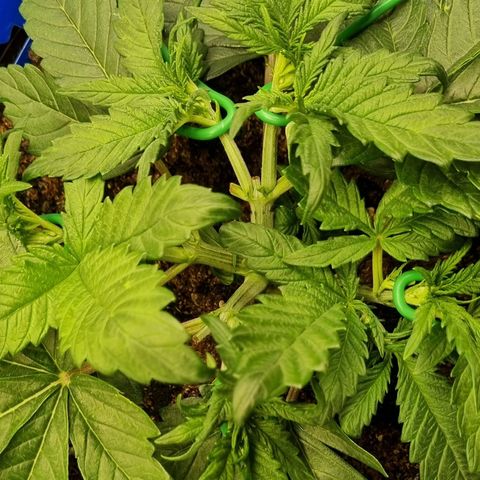Bubble Kush Auto growlog timeline photo
