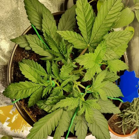 Bubble Kush Auto growlog timeline photo