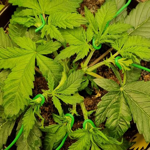 Bubble Kush Auto growlog timeline photo