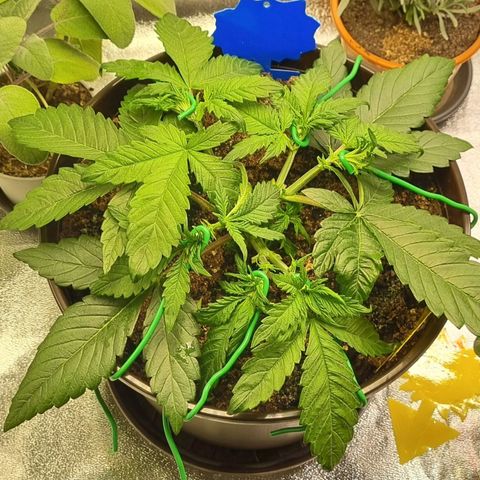 Bubble Kush Auto growlog timeline photo
