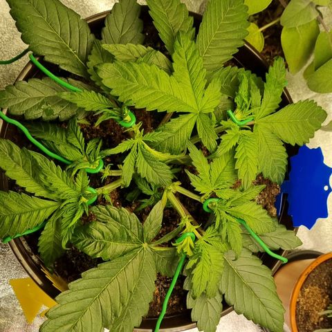Bubble Kush Auto growlog timeline photo