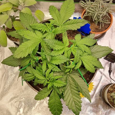 Bubble Kush Auto growlog timeline photo