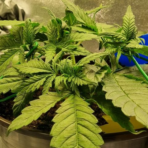 Bubble Kush Auto growlog timeline photo