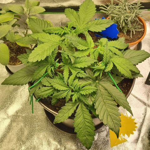 Bubble Kush Auto growlog timeline photo