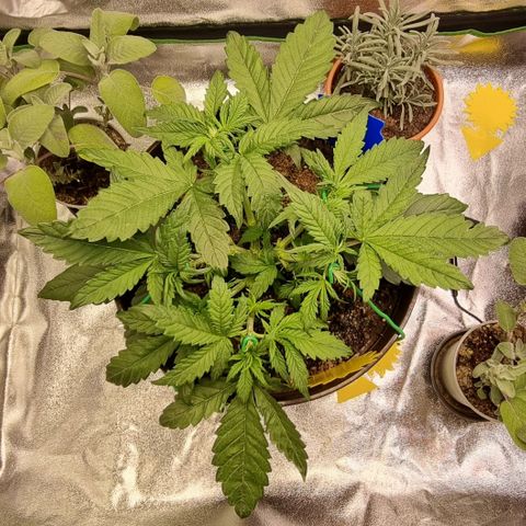 Bubble Kush Auto growlog timeline photo