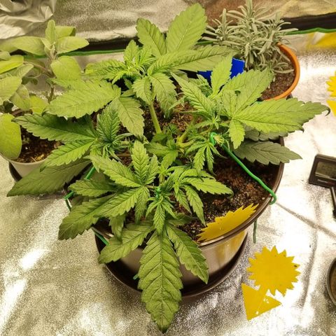 Bubble Kush Auto growlog timeline photo