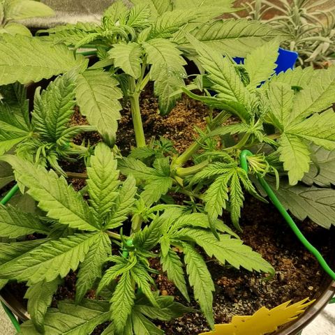 Bubble Kush Auto growlog timeline photo
