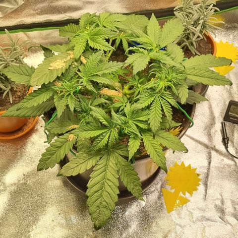 Bubble Kush Auto growlog photo: Gegenmaßnahmen Thripse