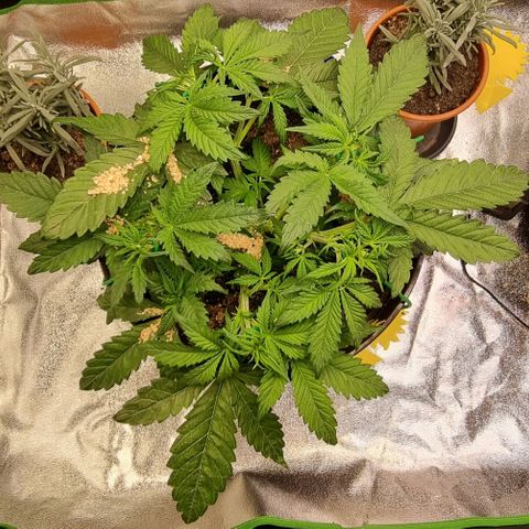 Bubble Kush Auto growlog photo: Gegenmaßnahmen Thripse