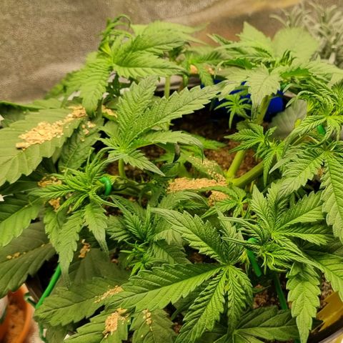 Bubble Kush Auto growlog photo: Gegenmaßnahmen Thripse