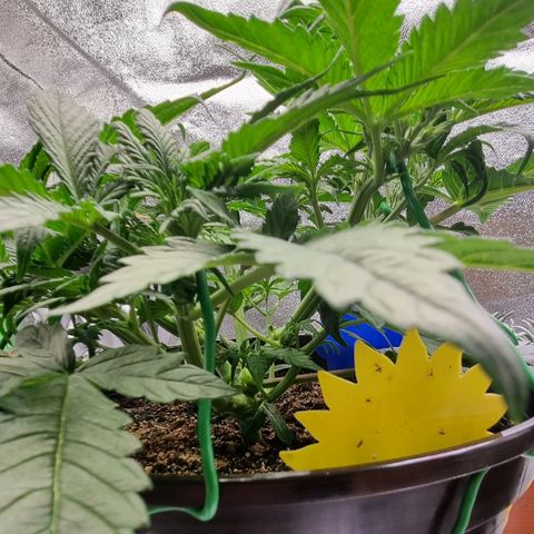 Bubble Kush Auto growlog timeline photo