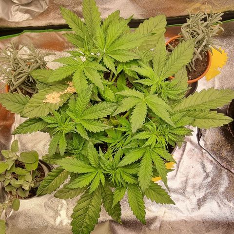 Bubble Kush Auto growlog timeline photo