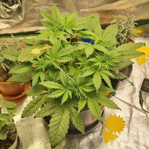 Bubble Kush Auto growlog timeline photo