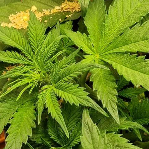 Bubble Kush Auto growlog photo: Vorblüte