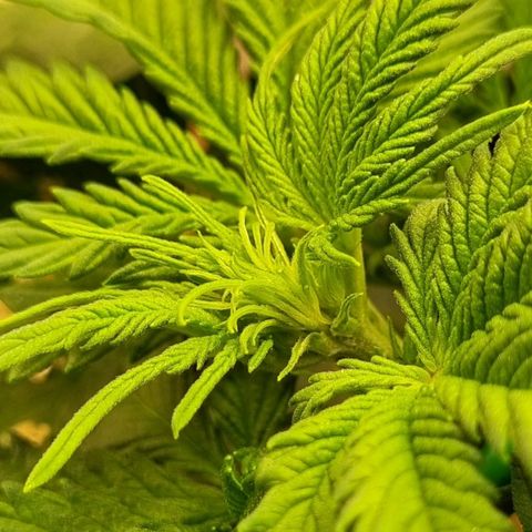 Bubble Kush Auto growlog photo: Vorblüte