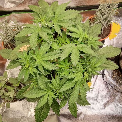 Bubble Kush Auto growlog photo: Vorblüte