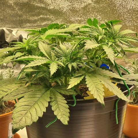 Bubble Kush Auto growlog photo: Vorblüte