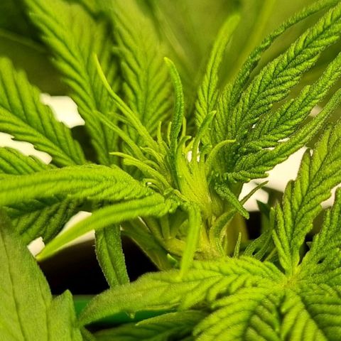 Bubble Kush Auto growlog photo: Vorblüte