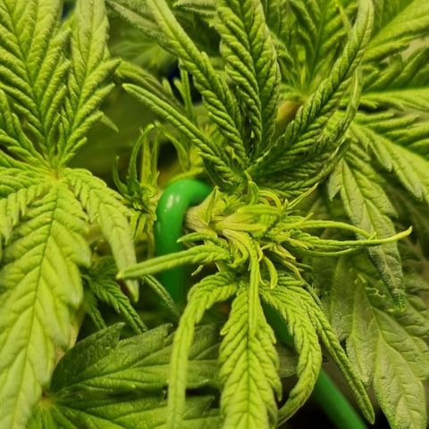 Bubble Kush Auto growlog photo: Vorblüte