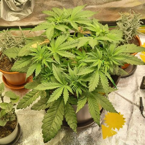 Bubble Kush Auto growlog photo: Vorblüte