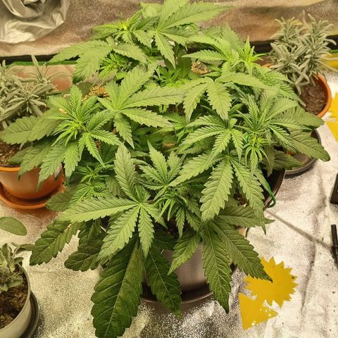 Bubble Kush Auto growlog timeline photo