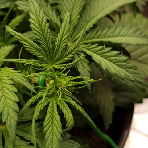 Bubble Kush Auto growlog timeline photo