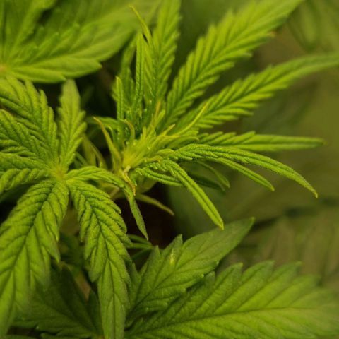 Bubble Kush Auto growlog timeline photo
