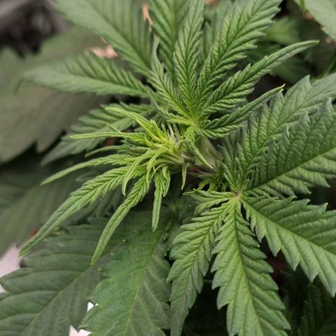 Bubble Kush Auto growlog timeline photo