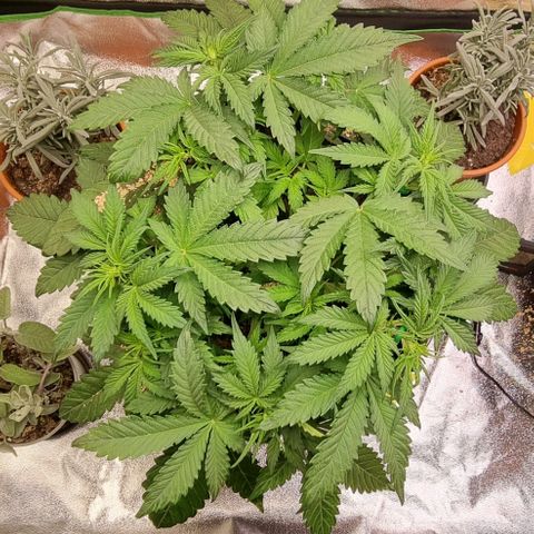 Bubble Kush Auto growlog timeline photo