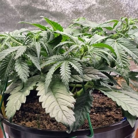 Bubble Kush Auto growlog timeline photo