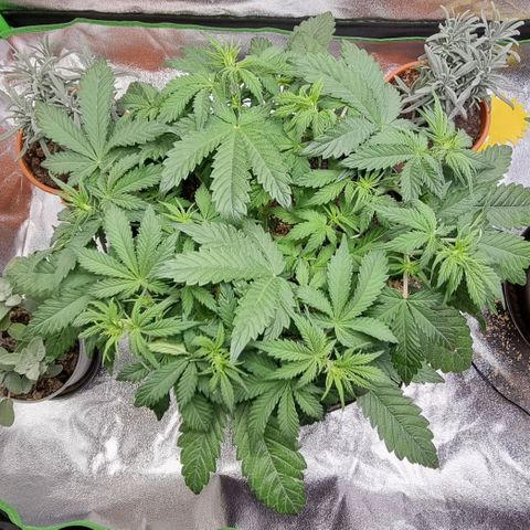 Bubble Kush Auto growlog timeline photo