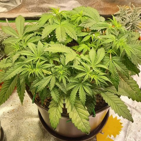 Bubble Kush Auto growlog timeline photo