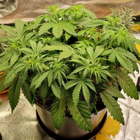 Bubble Kush Auto growlog timeline photo