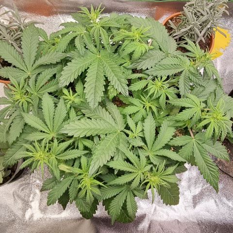 Bubble Kush Auto growlog timeline photo