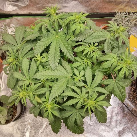 Bubble Kush Auto growlog timeline photo