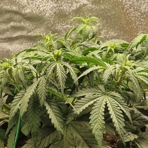 Bubble Kush Auto growlog timeline photo