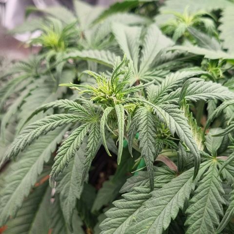 Bubble Kush Auto growlog timeline photo