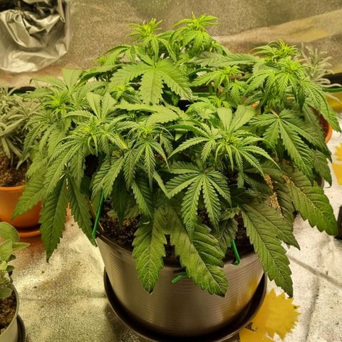 Bubble Kush Auto growlog timeline photo