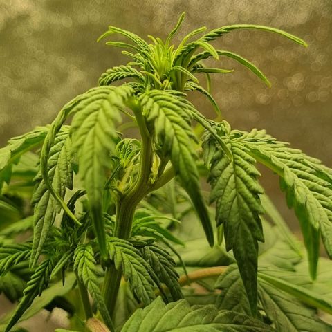 Bubble Kush Auto growlog timeline photo