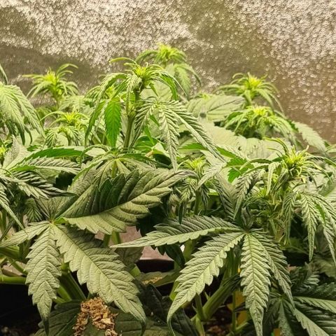 Bubble Kush Auto growlog timeline photo