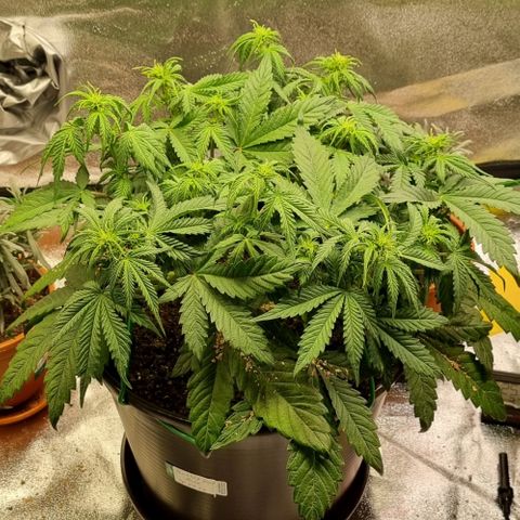 Bubble Kush Auto growlog timeline photo