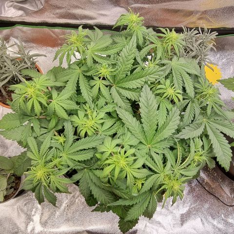 Bubble Kush Auto growlog timeline photo