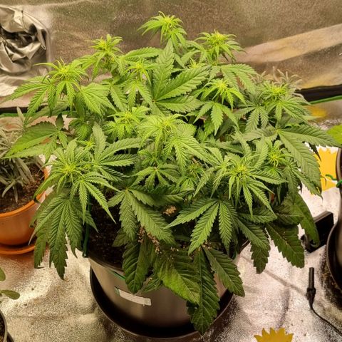 Bubble Kush Auto growlog timeline photo