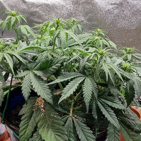 Bubble Kush Auto growlog timeline photo