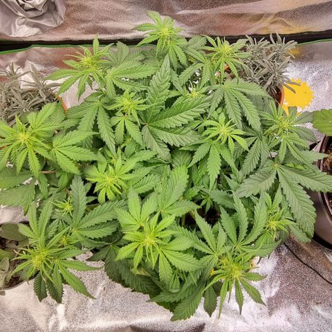 Bubble Kush Auto growlog timeline photo