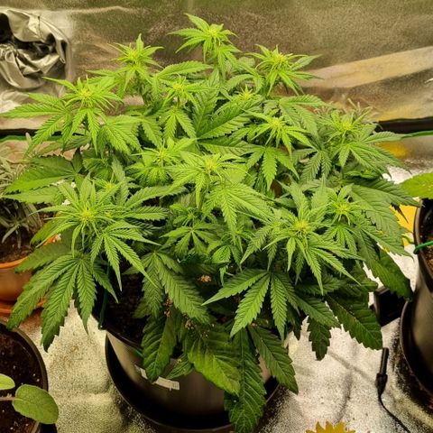 Bubble Kush Auto growlog timeline photo
