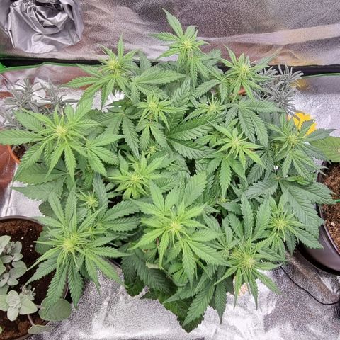 Bubble Kush Auto growlog timeline photo