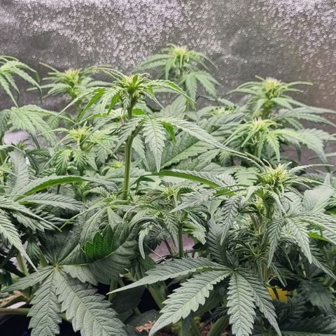 Bubble Kush Auto growlog timeline photo