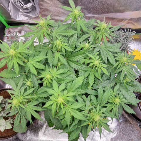 Bubble Kush Auto growlog timeline photo