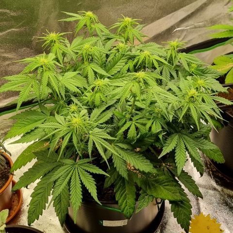 Bubble Kush Auto growlog timeline photo